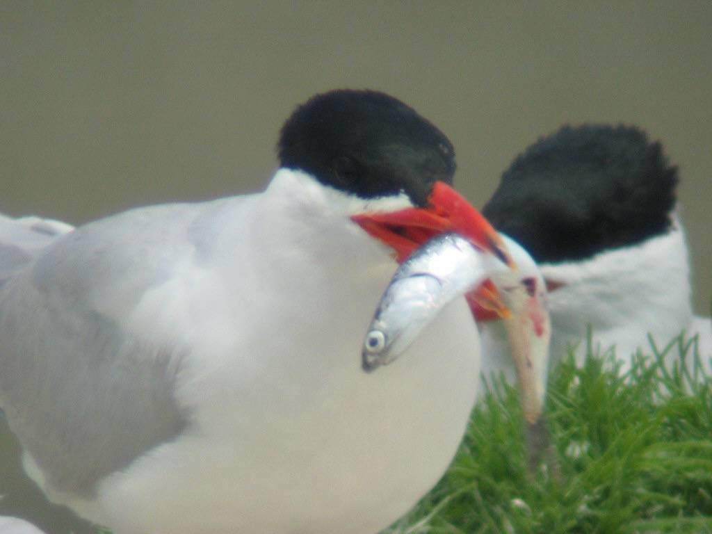 Brooks Island CATE w Northern Anchovy 052503 0008 by Caspian Tern is licensed under CC BY-SA 2.0.